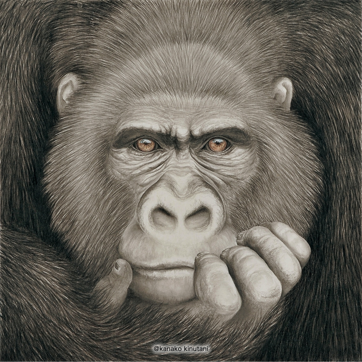 Beyond the Horizon -Gorilla-