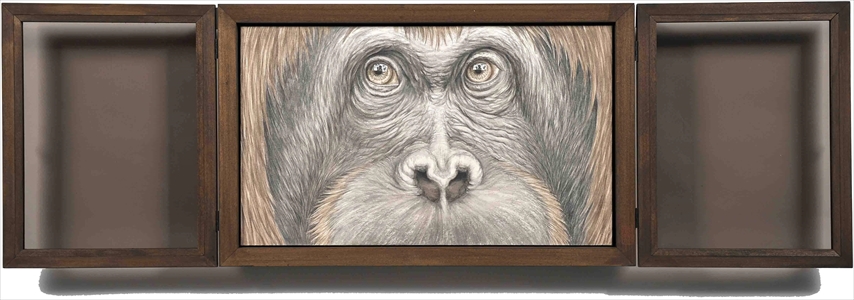 Window-Orangutan-